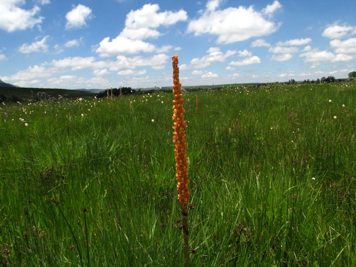 Disa - red torch in wetland